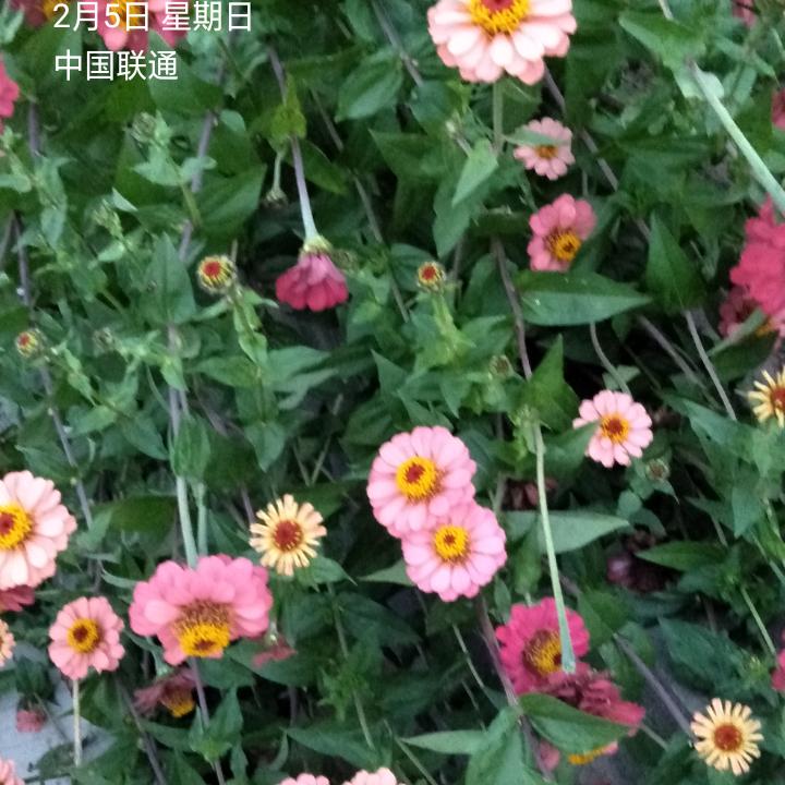 薛胖子