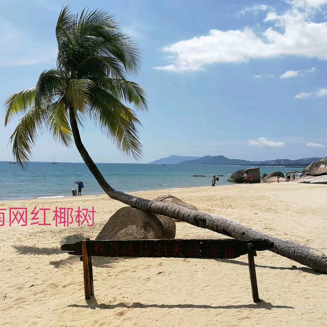 小铃铛⁹²⁶⁶