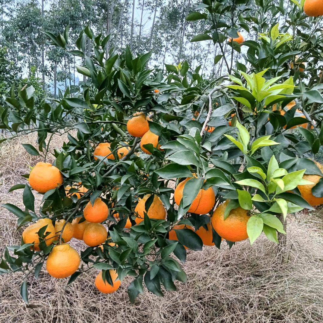 零食小店