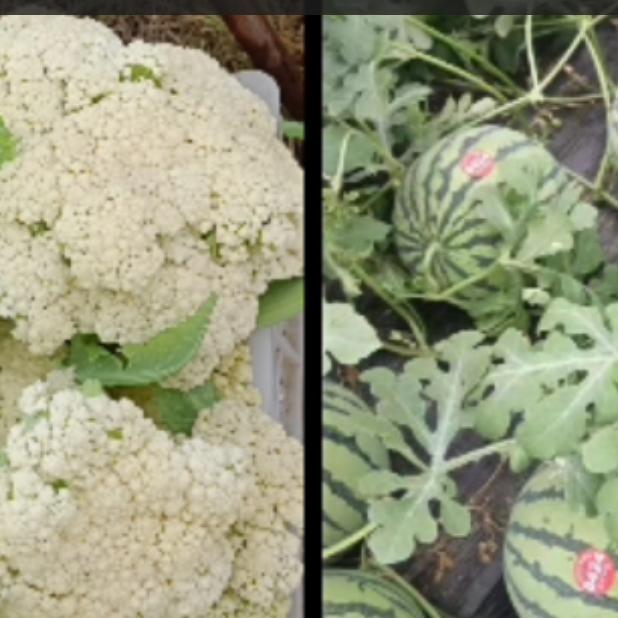 专业种植大棚西瓜有机花菜