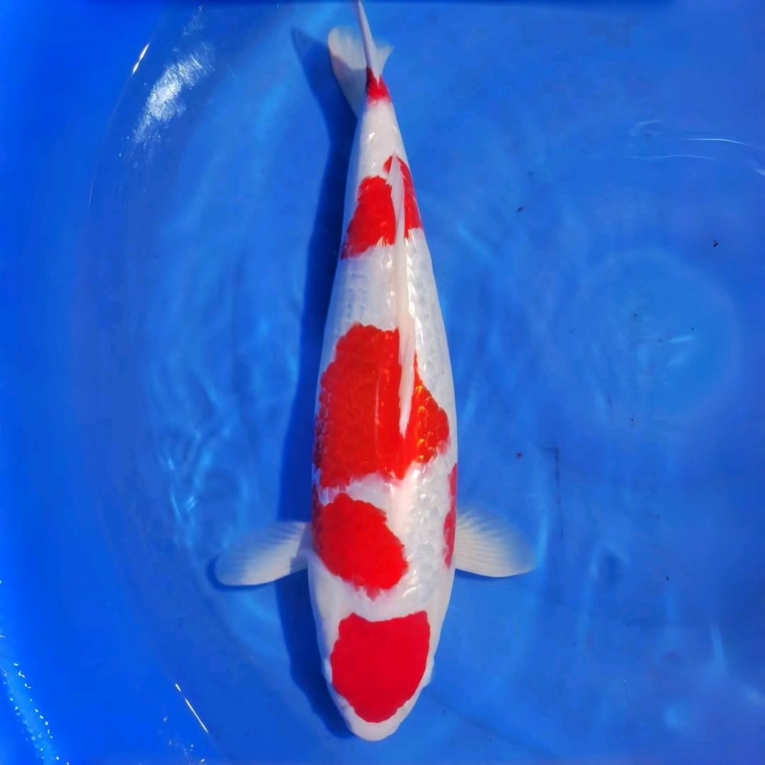 点一支燃不尽的烟