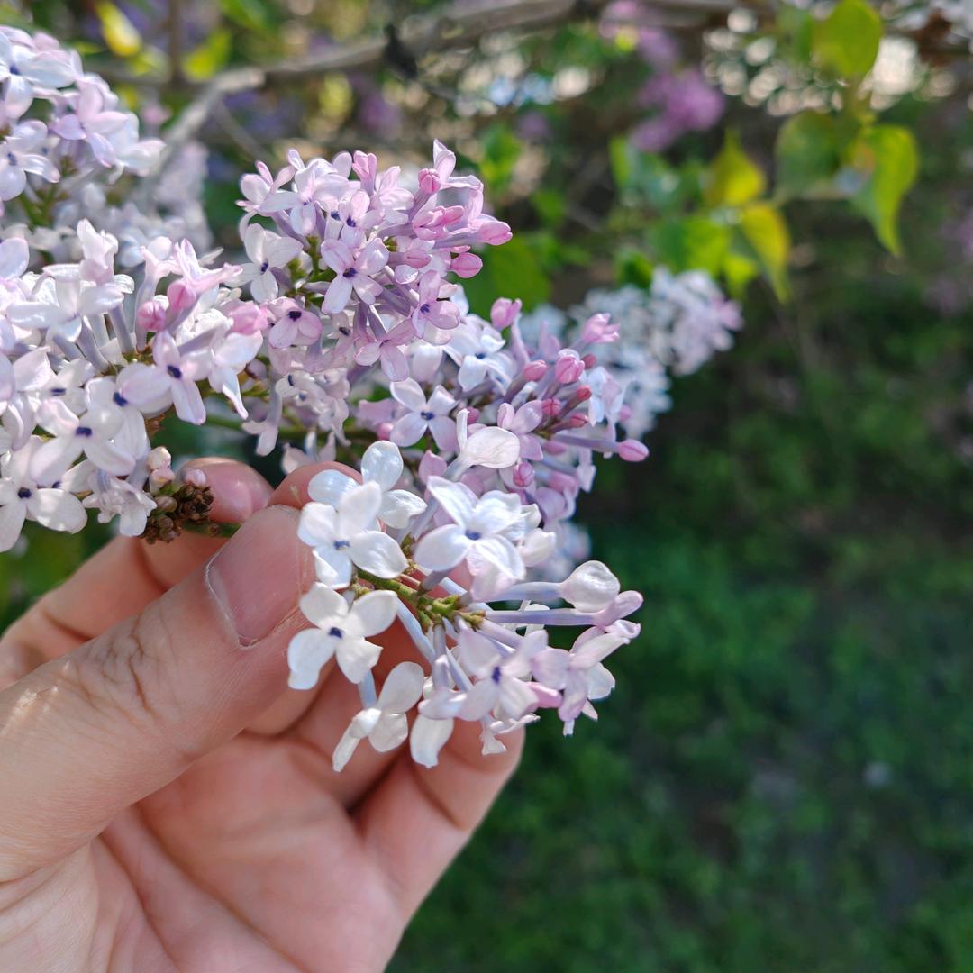 拈花妙品