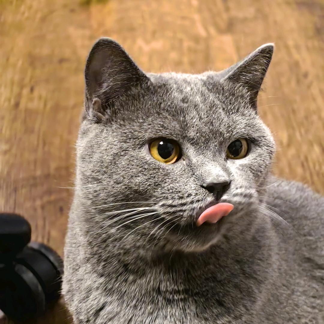 宇宙无敌赵小花