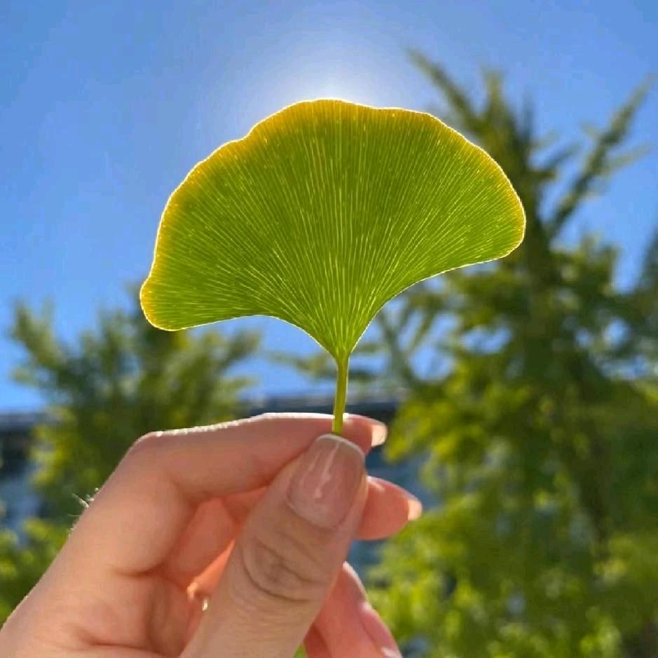 🍓不加糖