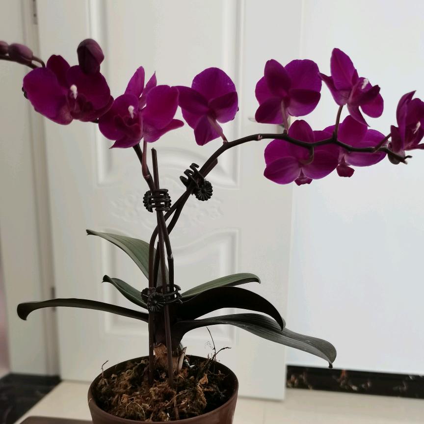 d清清