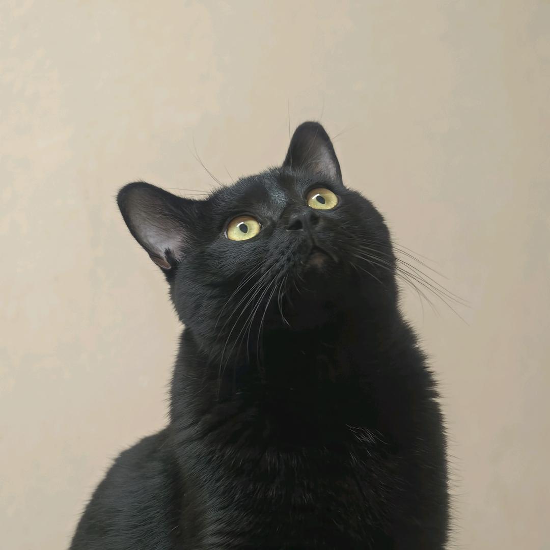 有理