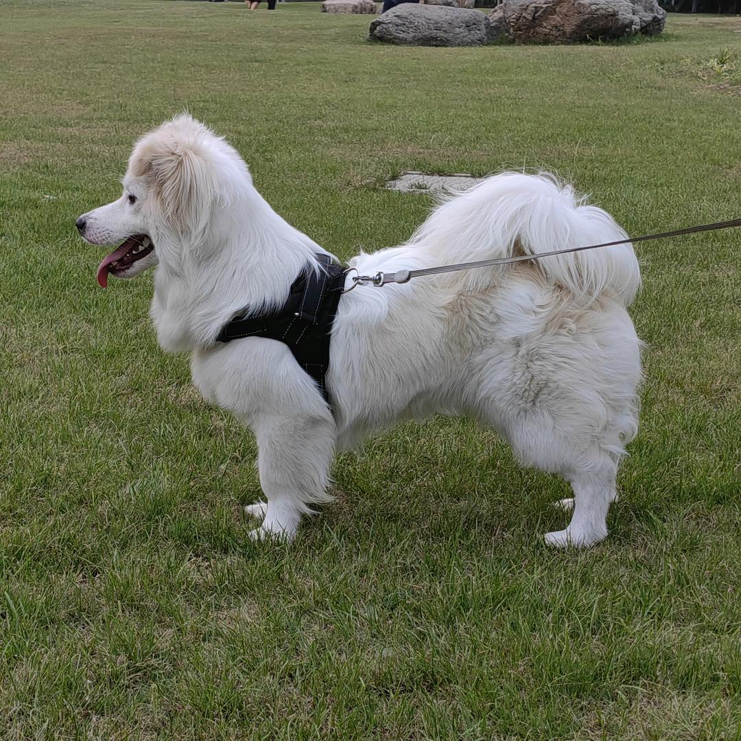 @边牧l小七妹妹🍡