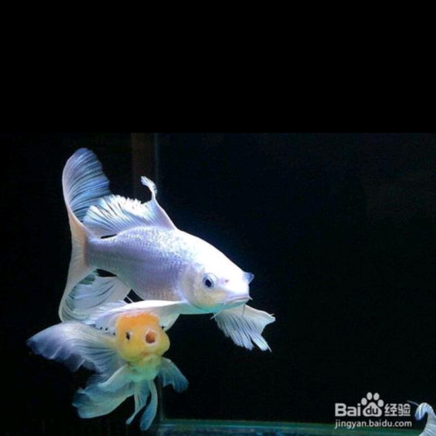 福瑞蝴蝶鲤观赏鱼