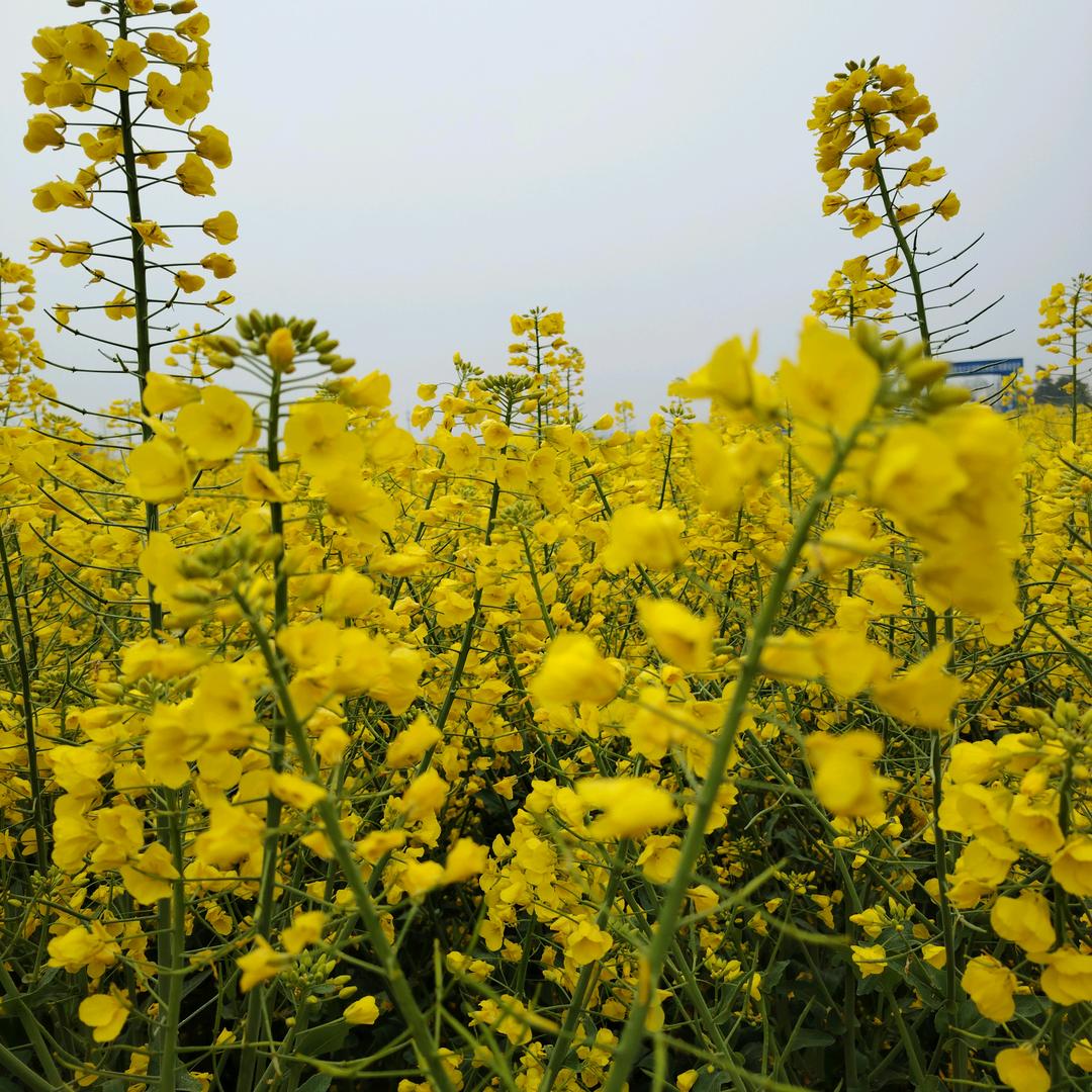 萍萍好物优选
