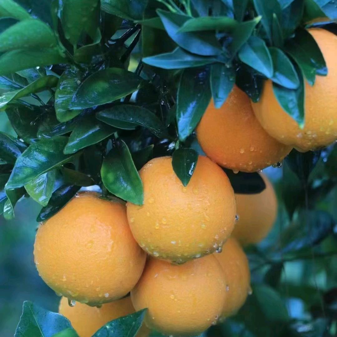🍊橙乡芬芳~赣南信丰脐橙主理人