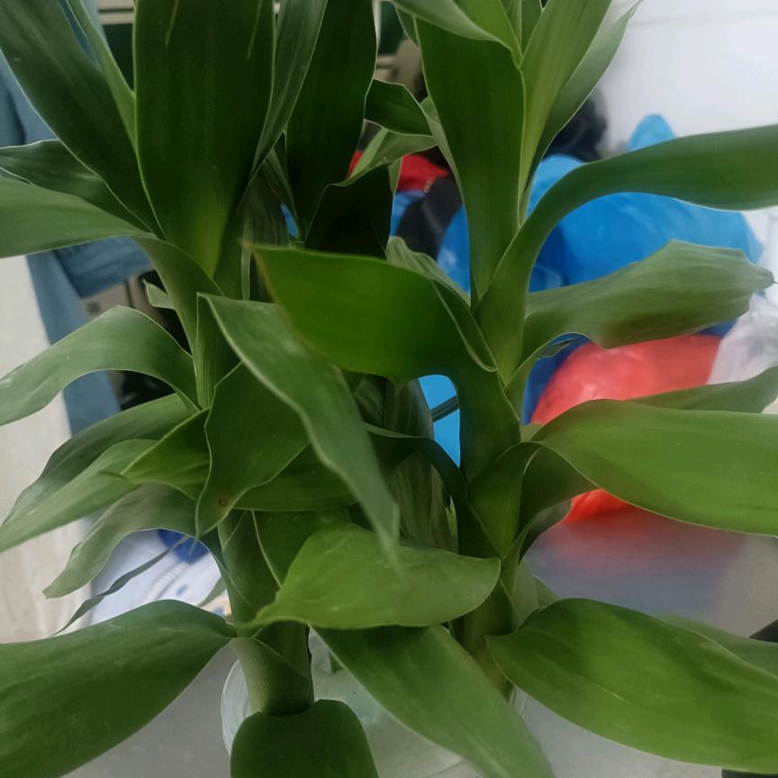 梅花好物分享，不要连赞谢谢了