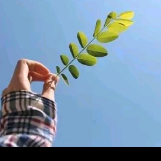薄荷糖