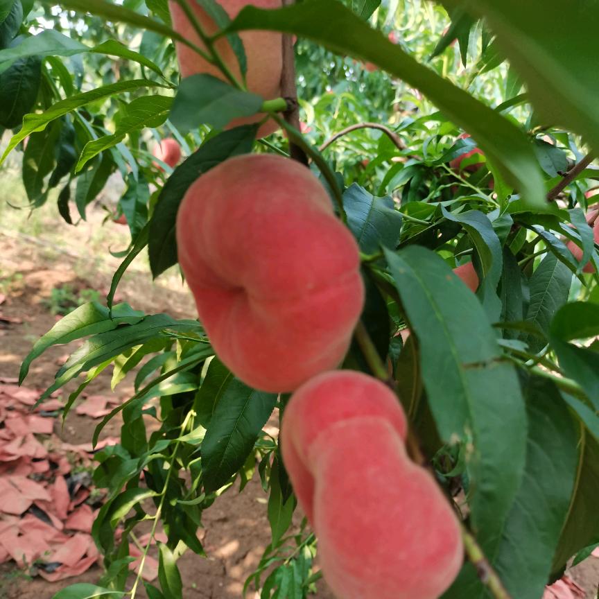 老k康师傅