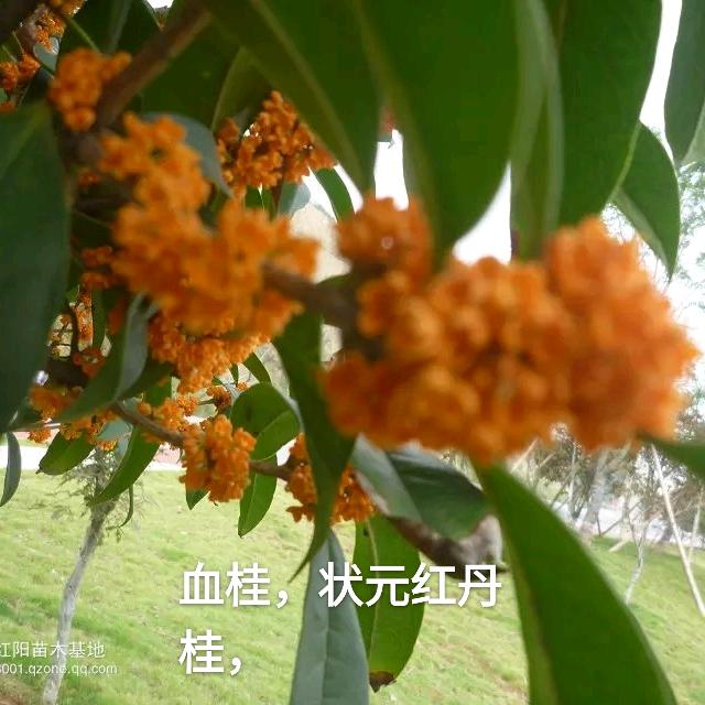 老雷哥讲桂花