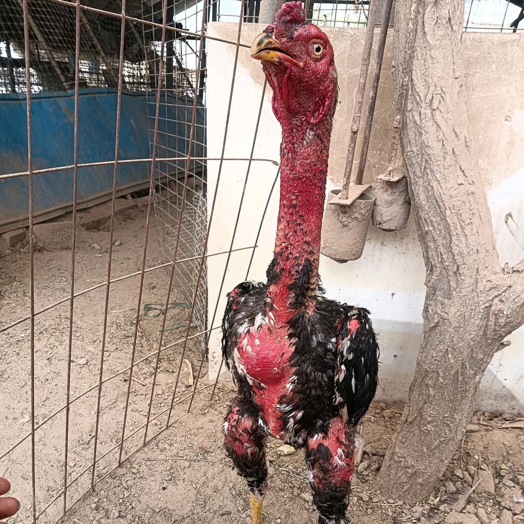 太康    黄玉彬 斗鸡