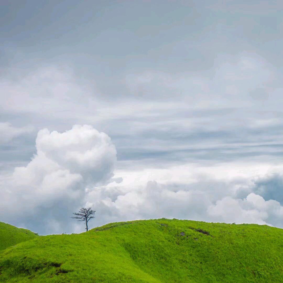 寒绯樱