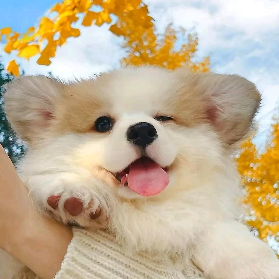 笑发财