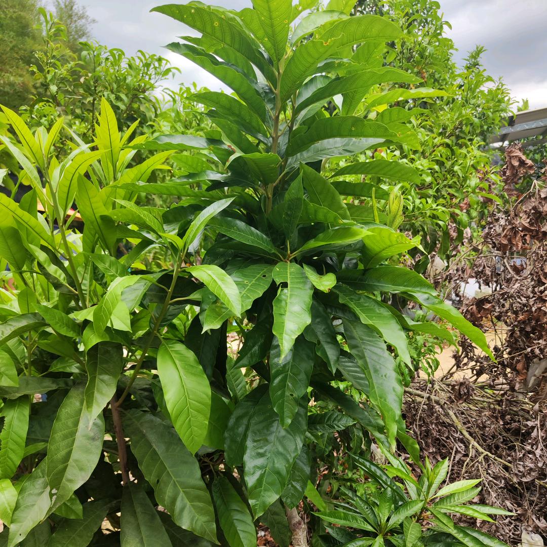 圣峰进口果苗园艺