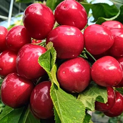 樱🍒