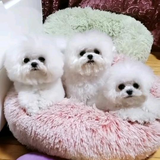 秀姐姐爱比熊