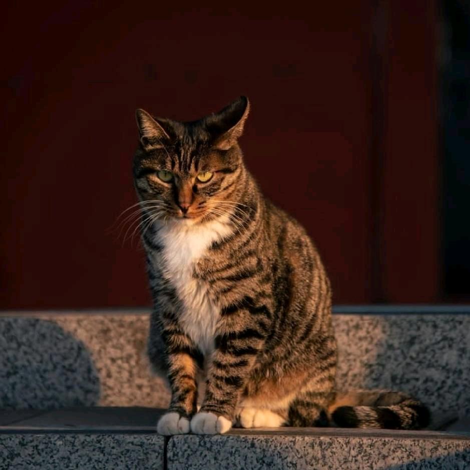 麒首