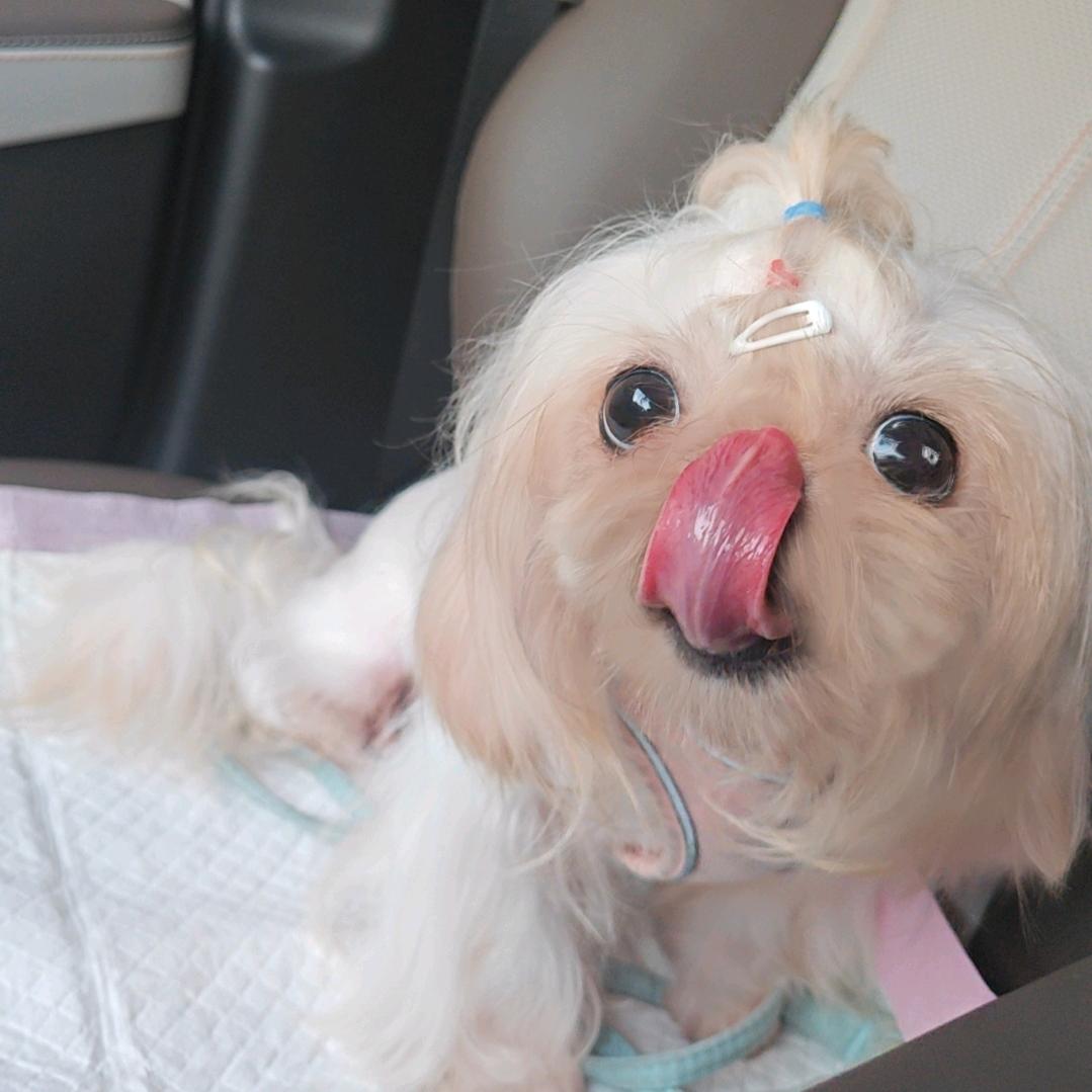 狗狗大王（马尔济斯买🐶私聊）