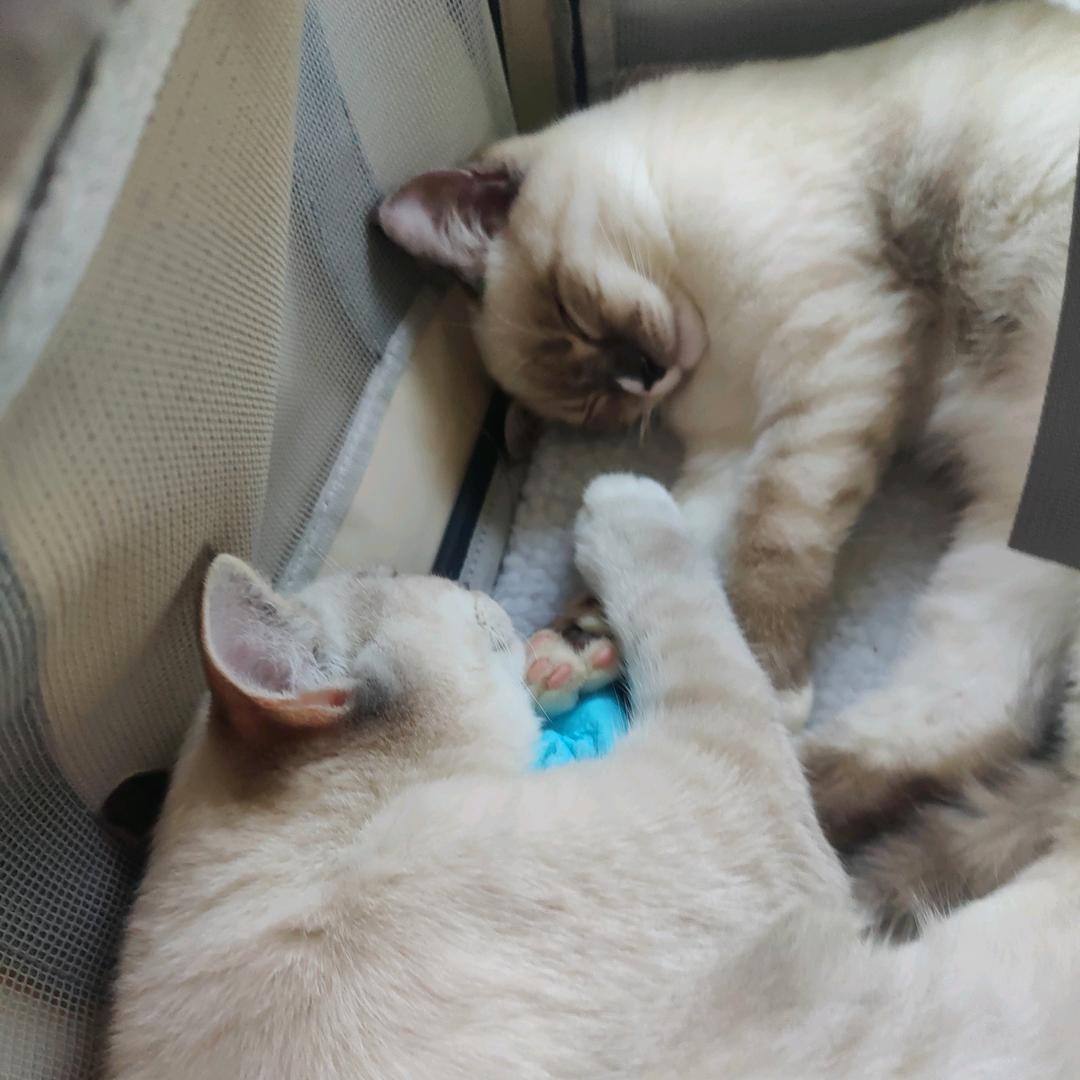 妮露的妮不是妮妮的妮