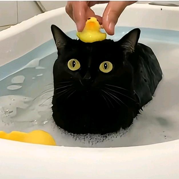 氹仔的顾司道头像