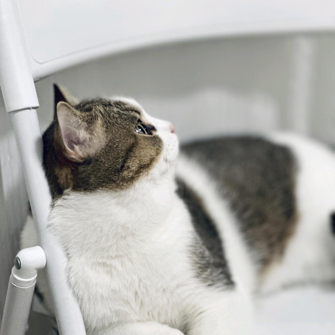 阿金是只小猪咪