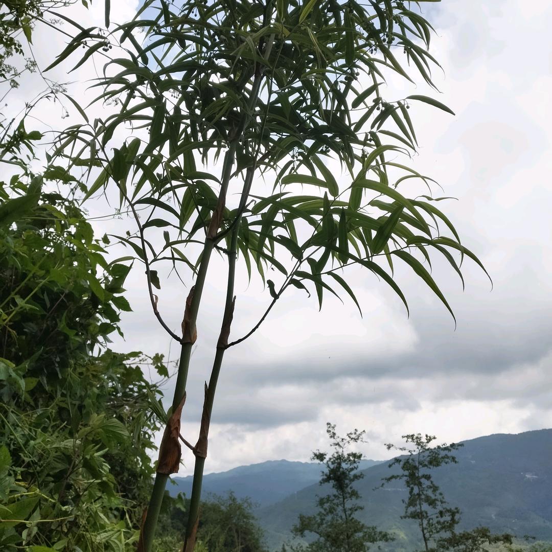 K哥总管理项目部
