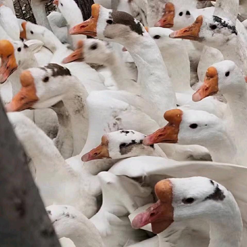 鹅业服务联盟～潘永杰