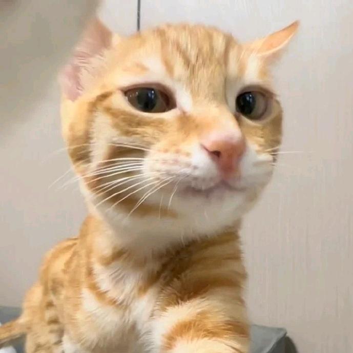 喝猫🌈
