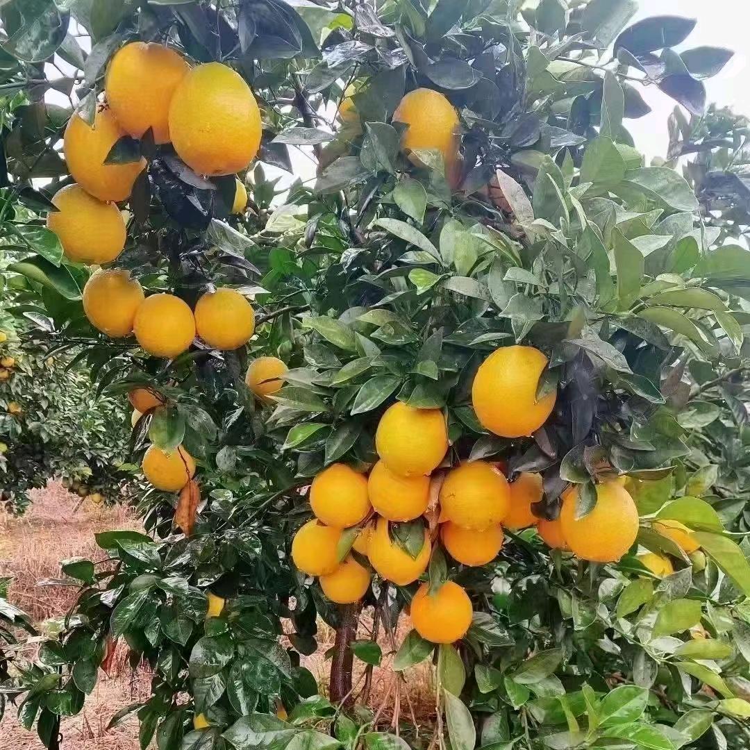 🎋今生最爱🎋