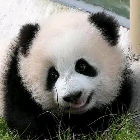 诸葛钢铁