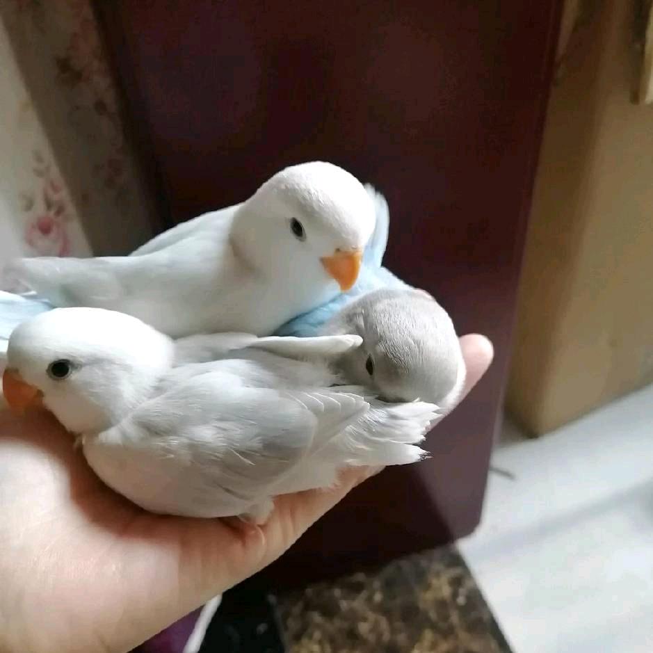 简阳鹦鹉轩
