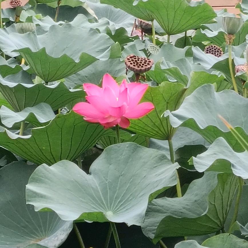 玫瑰花开🌹🌹🌹