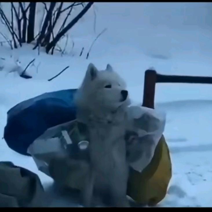 麟轩爱玩王者荣耀