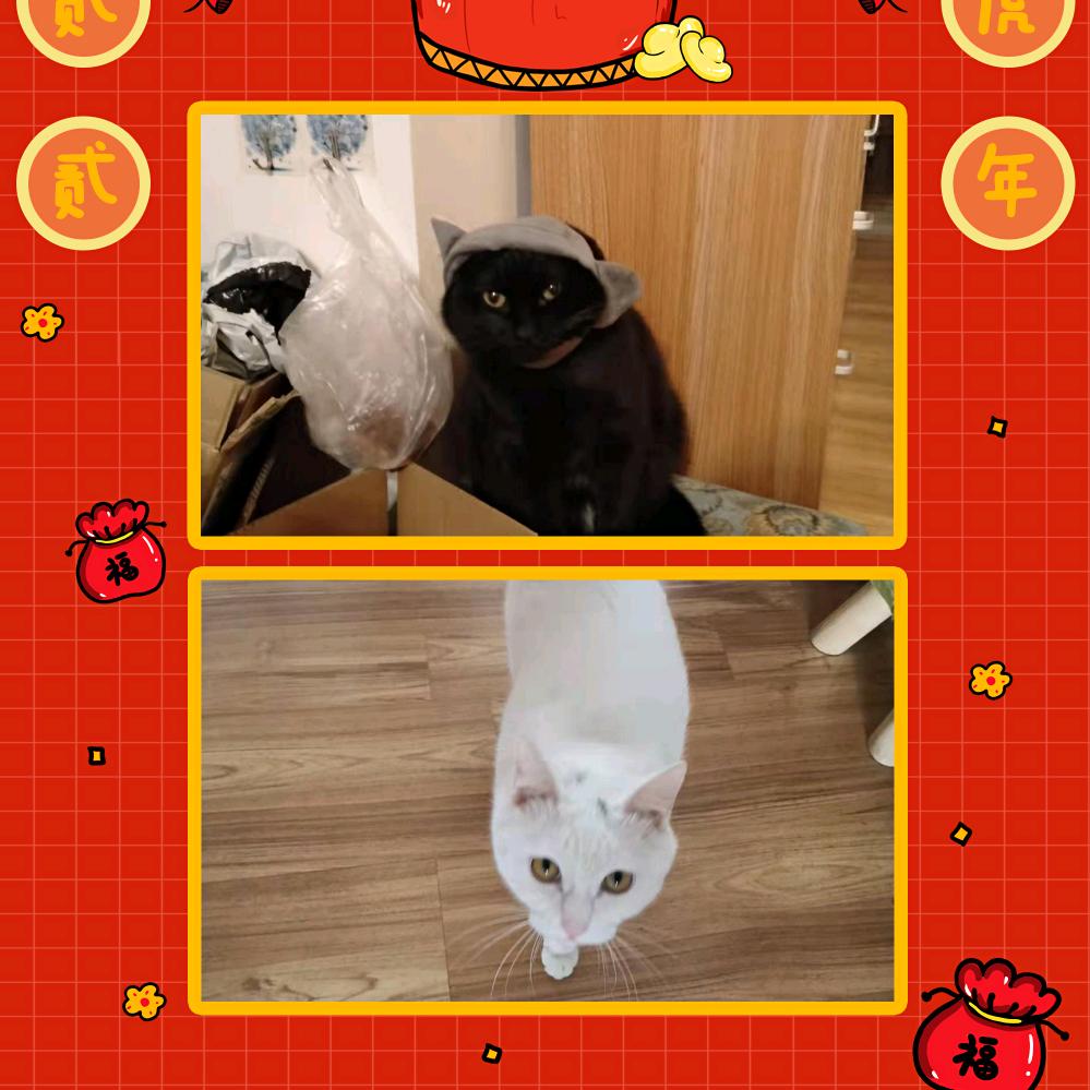 没头脑vs不高兴（双）²³⁵⁶