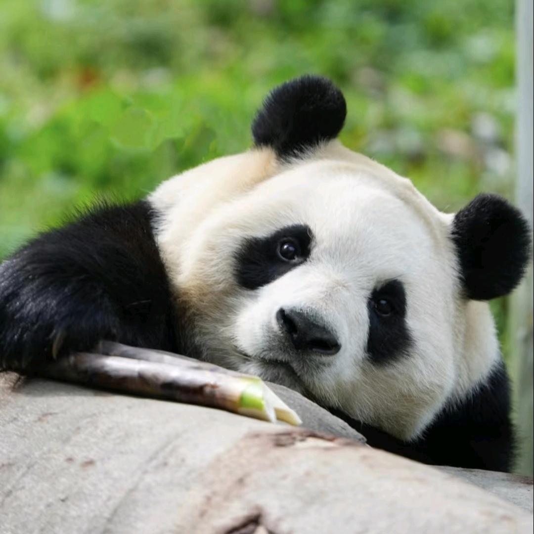 风生斜阳