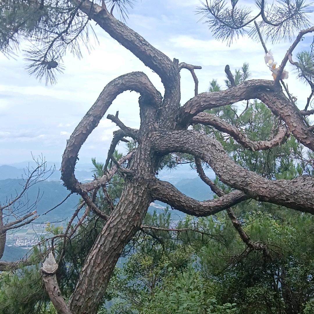磊山琥珀木工艺坊