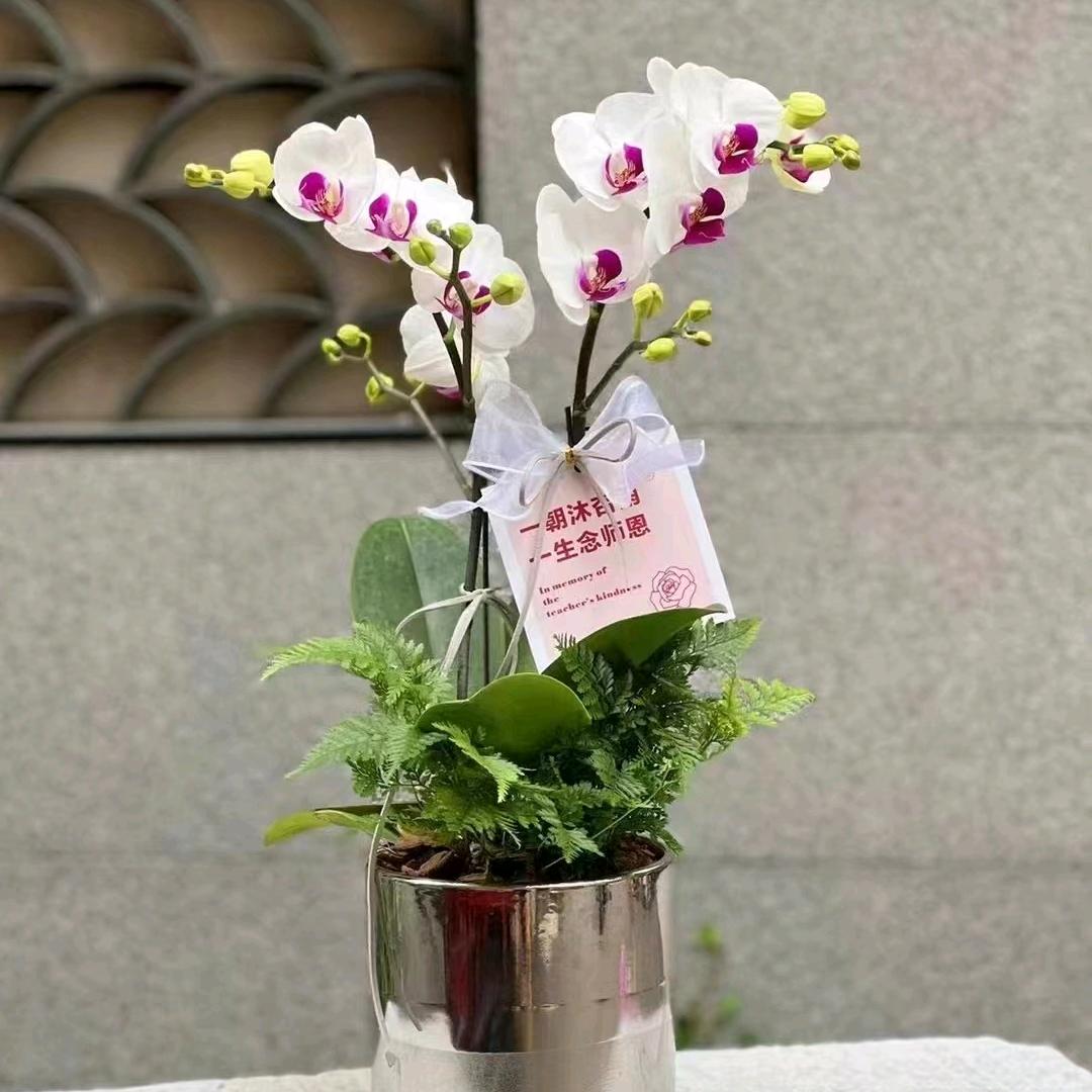 千山花田蝴蝶兰基地