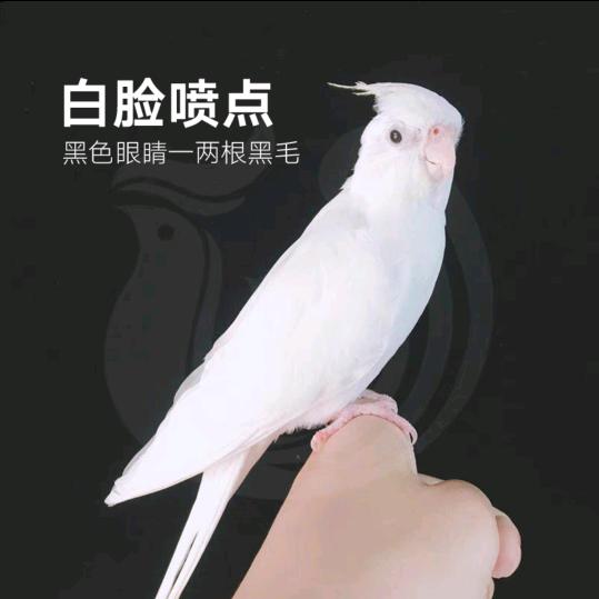 手机快修