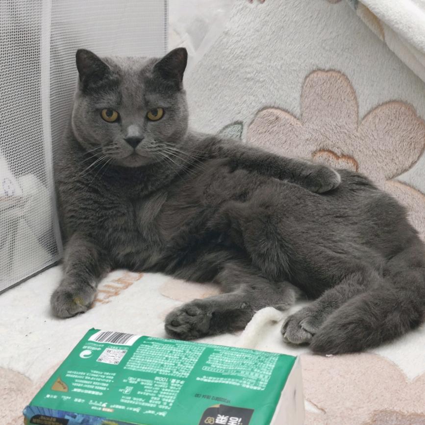 阿卡西阅读师花花