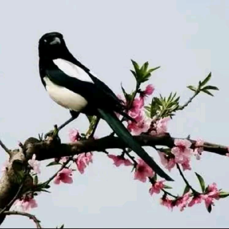 好运来_192068