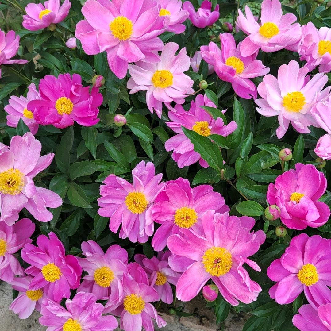 幸运ʚ💗ི་ྀɞ相随。