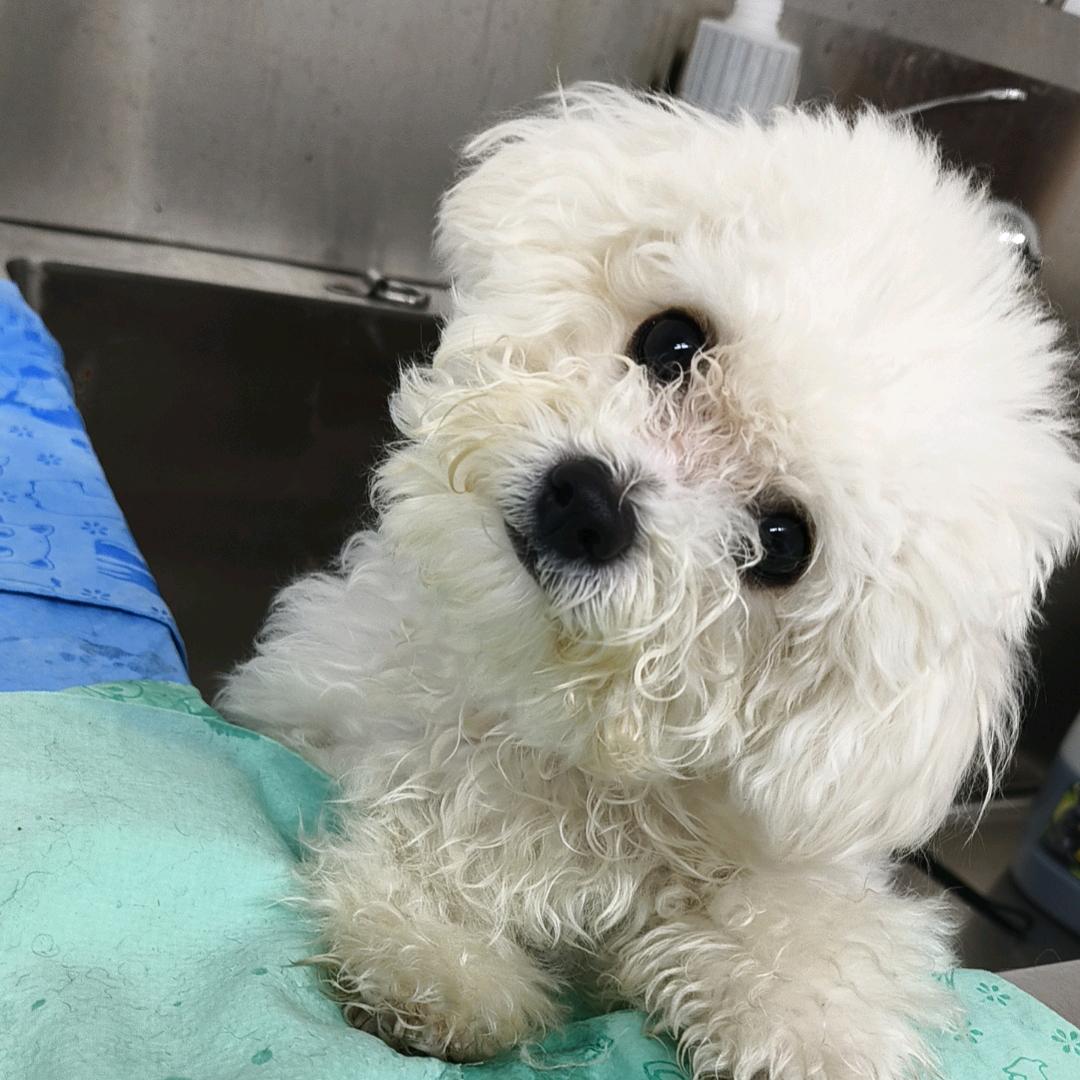 G茵开了个宠物店