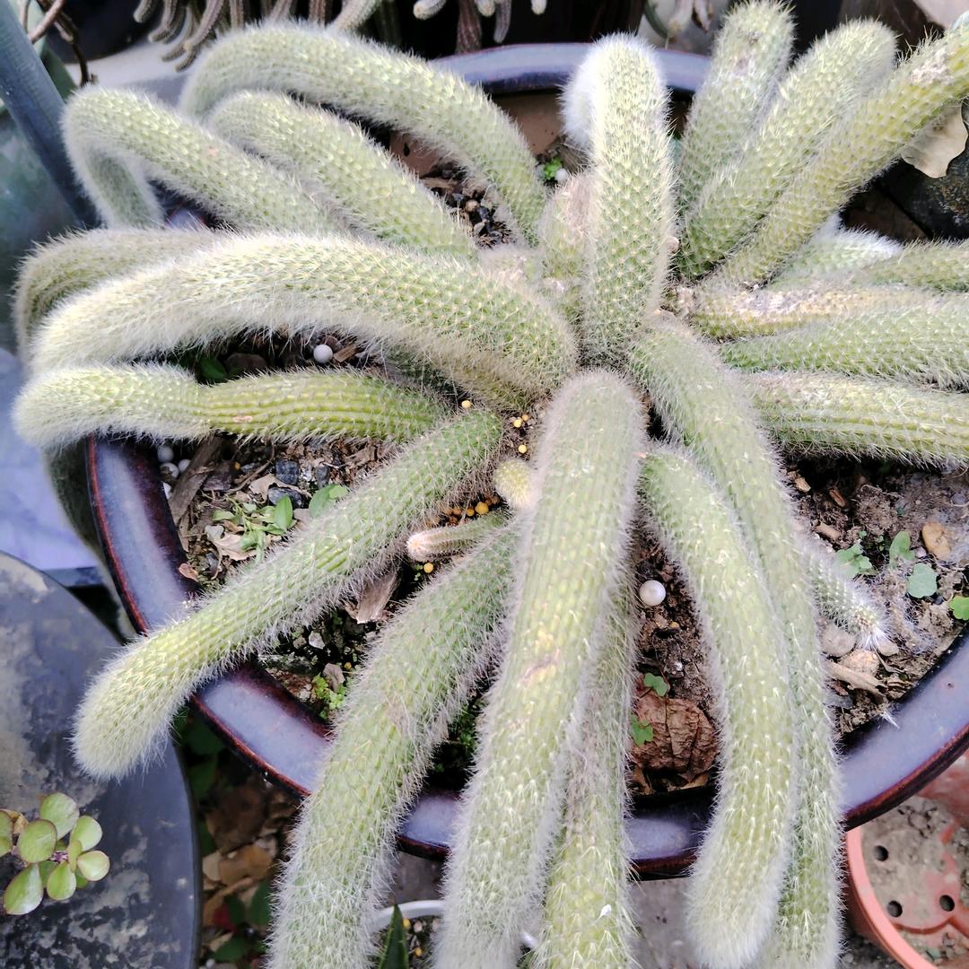 HY