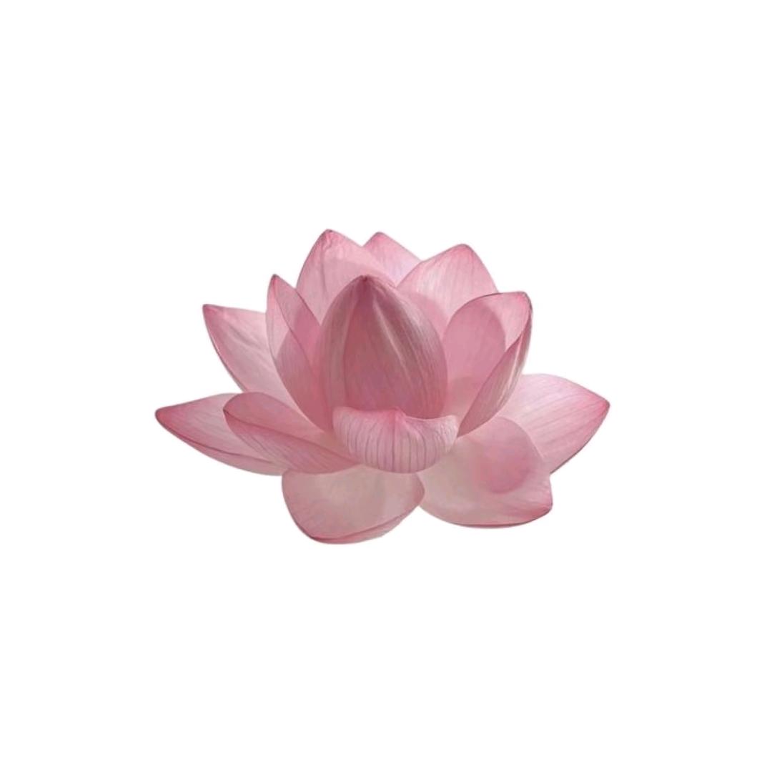 is芝芝不是芝士o