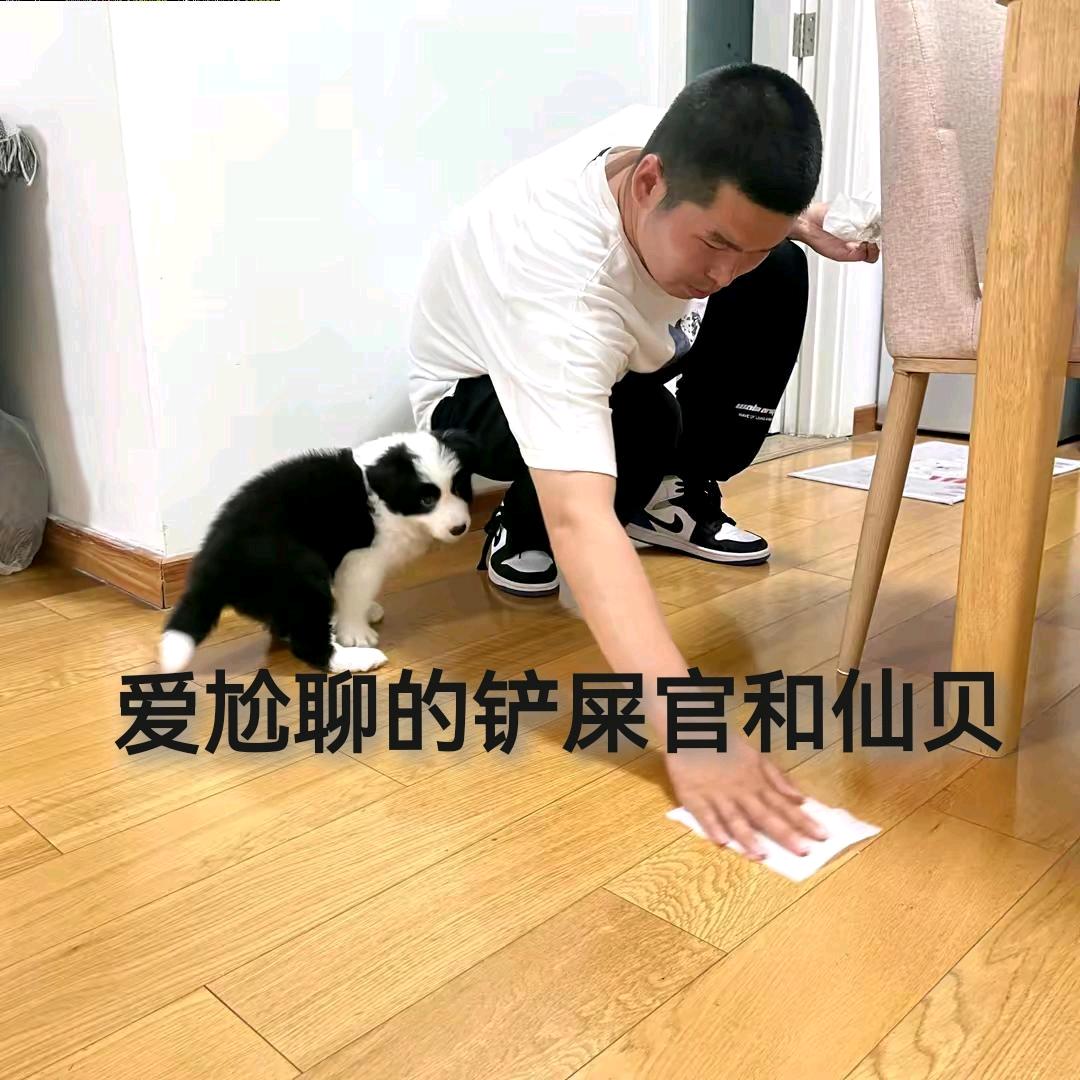 是边牧仙贝啊