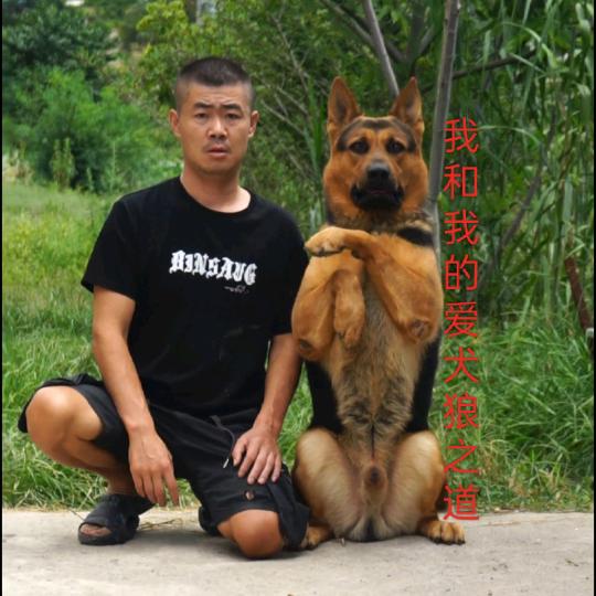 狼之道护卫狼犬